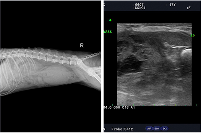 X-ray 및 초음파 검사로 확인된 비장종양